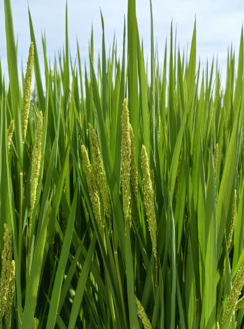 8f9df711dcf3ecca2e12d56359be059.png